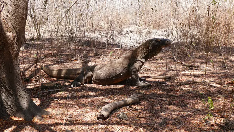 Dragon de Komodo, Tours por Komodo