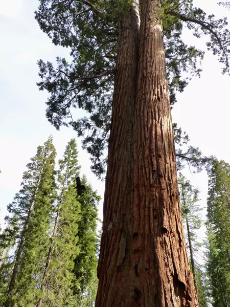 Doble tronco, ¿Qué ver en Mariposa Grove?