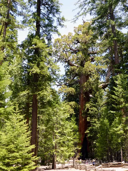 Grizzly Giant, ¿Qué ver en Mariposa Grove?