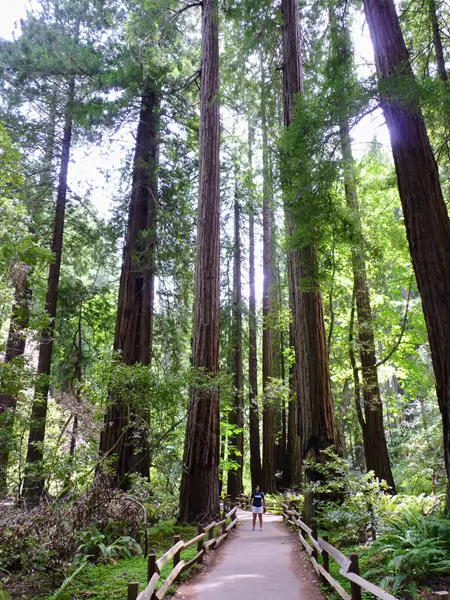 Muir Woods, que ver en San Francisco en 5 días