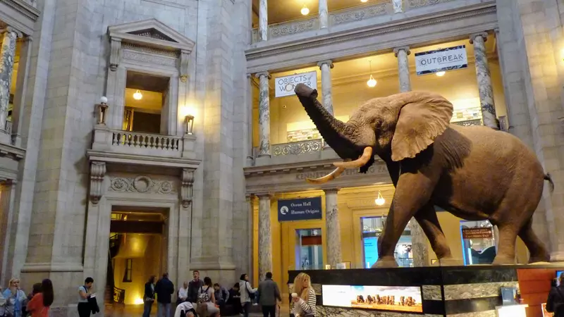 Museo de historia natural, Museos en Washington gratis