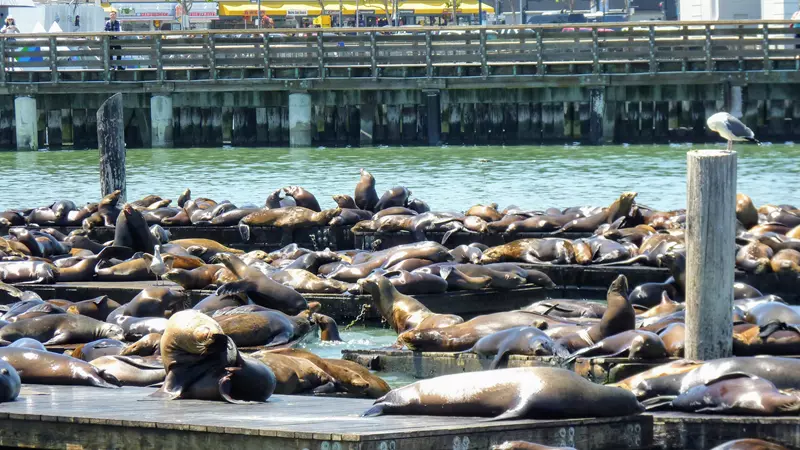 Leones marinos en el Pier 39, que ver en San Francisco en 5 días