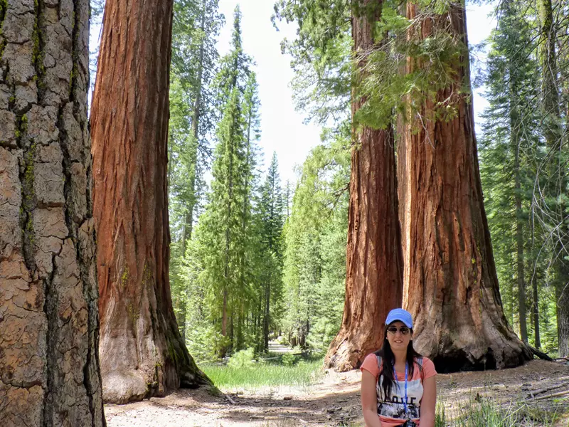 Las secuoyas son impresionantes, ¿Qué ver en Mariposa Grove?