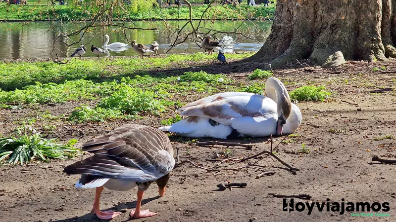 St James's Park ¿Qué ver en Londres en 4 días? Hoy Viajamos