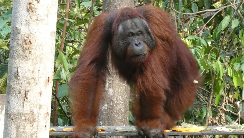 Tom el rey de los orangutanes, ruta por Indonesia