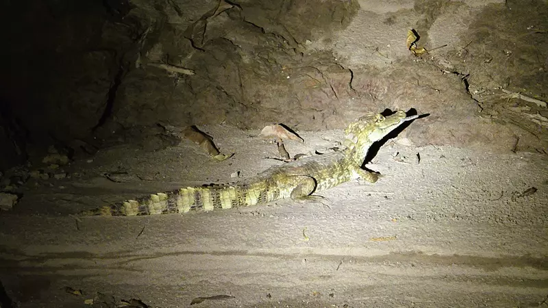 Caimán, Puerto Maldonado, Itinerario por Perú, Hoy Viajamos