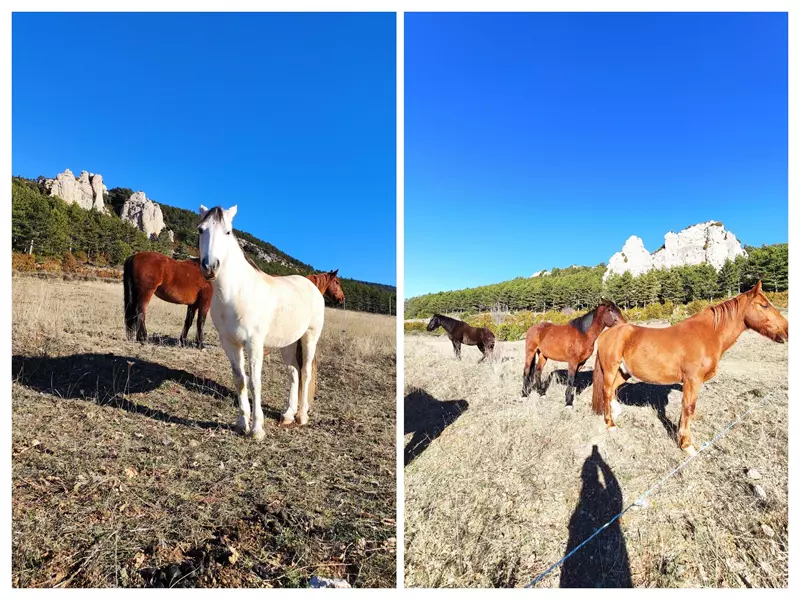 Animales justo en la entrada al Castillo