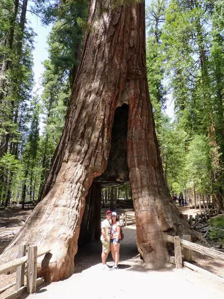 Algunos de los arboles con tuneles, ¿Qué ver en Mariposa Grove?
