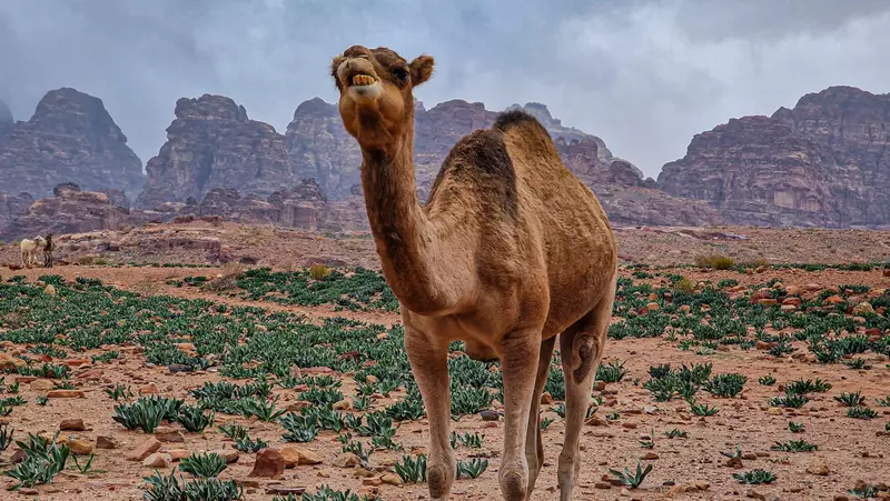 que ver en Petra , camello, Jordania bandera, hoy viajamos