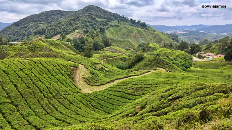 Plantaciones de té de Cameron Highlands durante nuestra ruta por Malasia