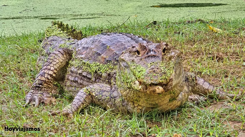 Cocodrilo en la laguna, ¿Qué ver y hacer en San Andrés?