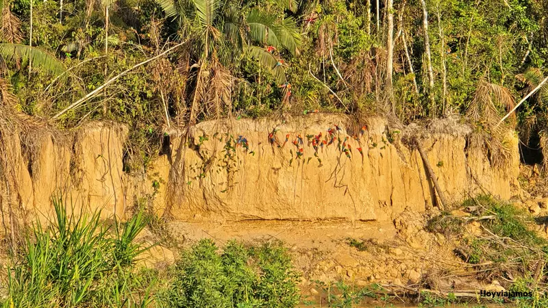 Vista de una collpa de guacamayos en Tambopata, uno de los espacios de observación de aves de Puerto Maldonado