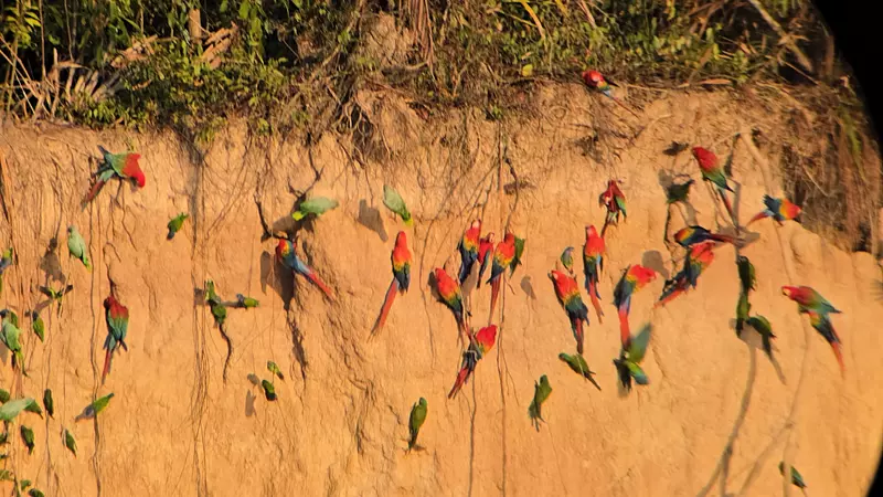 Colpa de Guacamayos, Puerto Maldonado, Perú, Hoy Viajamos