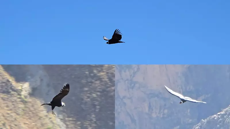 Condor en el Cañón del Colca, Ruta por Perú, Hoy Viajamos