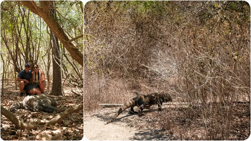 Dragon de Komodo, ruta por indonesia