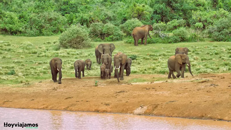 Elefantes en Aberdare, Viajar a Kenia 