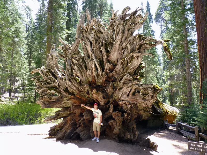 Las raíces al descubierto, ¿Qué ver en Mariposa Grove?