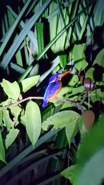 Martin Pescador, Klotok por Borneo
