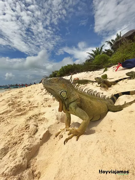 Iguanas en una de las islas, ¿Qué hacer en San Andrés?