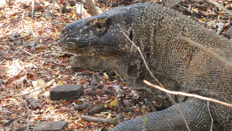 Dragon de Komodo, Itinerario por Komodo