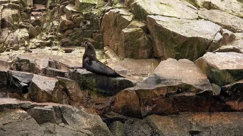 Islas Ballestas, Ruta por Perú, Hoy Viajamos