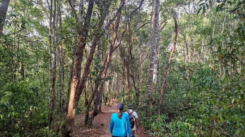 Jungla, Klotok por Borneo