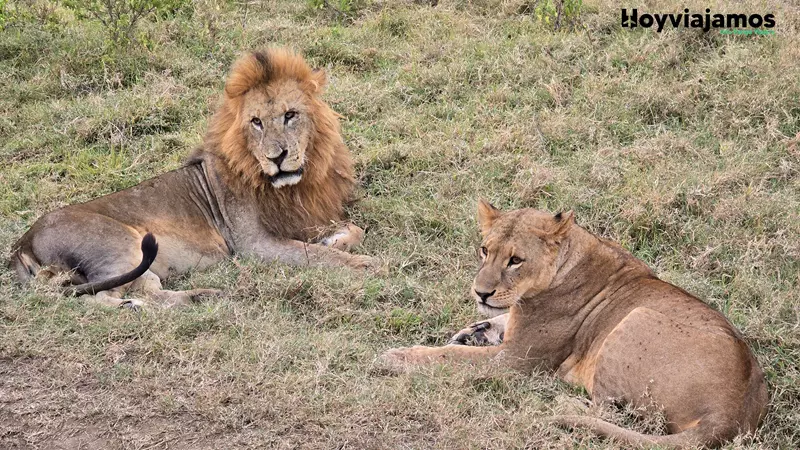 Leones en la sabana, Viajar a Kenia por libre