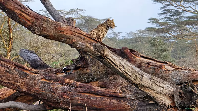 Leopardo en Parque Nacional Aberdare, Viajar a Kenia por libre, 