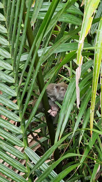 Macaco y su cria, Klotok por Borneo