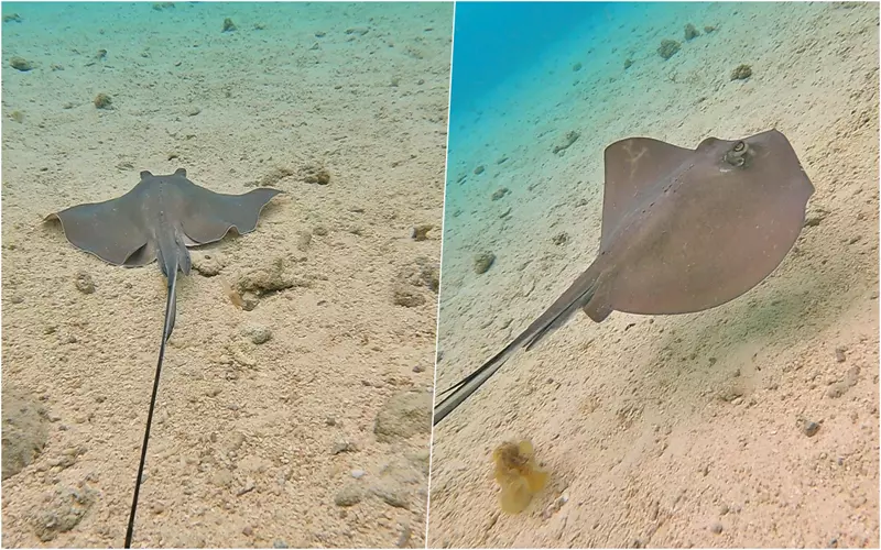Mantarayas vistas durante la excursión, ¿Qué hacer en San Andrés?