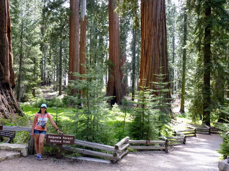 Secuoya , ¿Qué ver en Mariposa Grove?