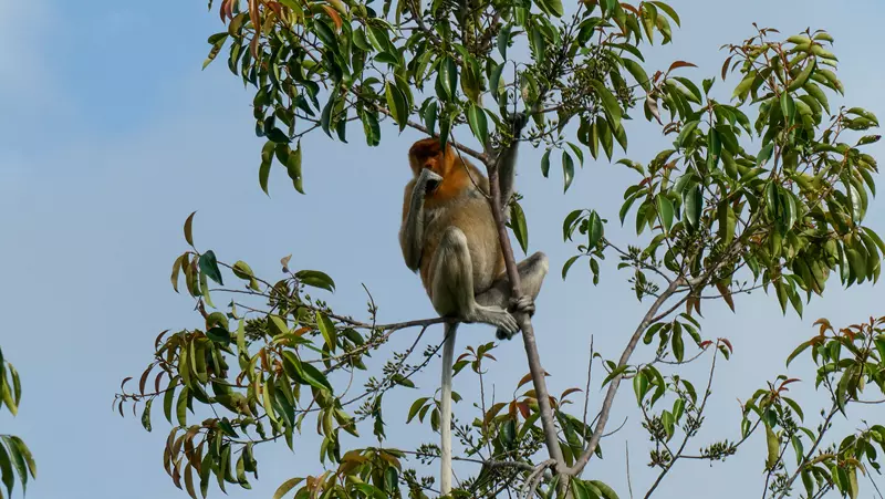 Narigudo en el arbol, Klotok por Borneo