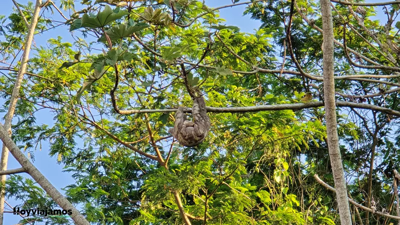 Oso perezoso entre la vegetación de la selva amazónica en los alrededores de Puerto Maldonado, Perú