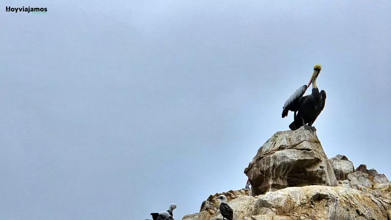Pelicano en Islas Ballestas, Paracas