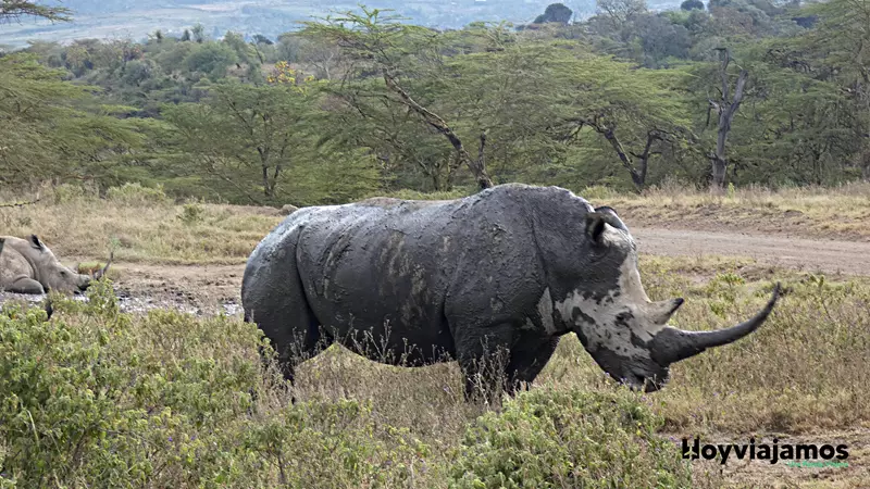 Rinoceronte Negro, Viajar a Kenia por libre