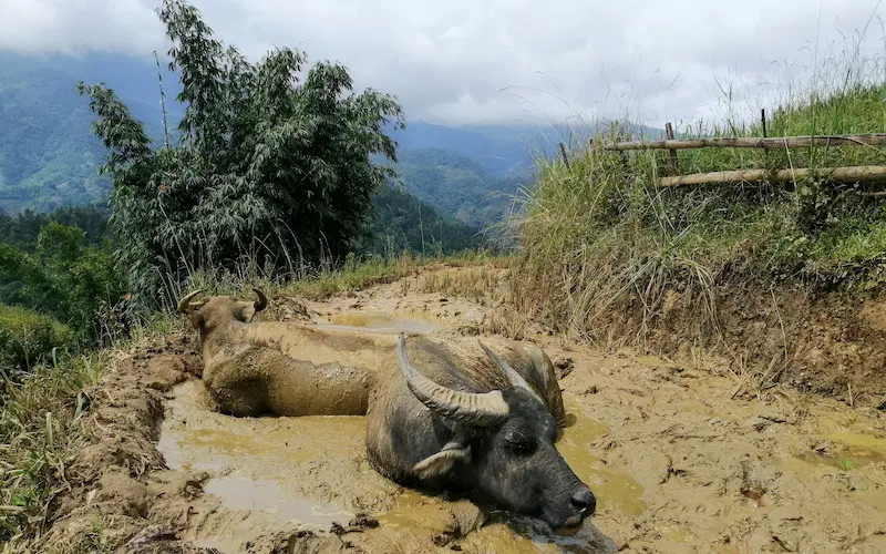Animales que vimos en el trekking, Ruta por Vietnam 15 días