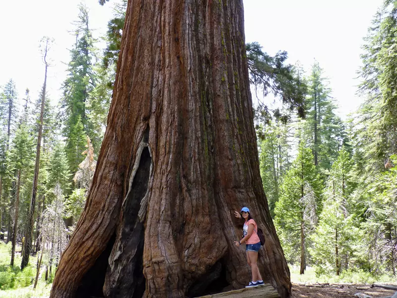 Secuoyas , ¿Qué ver en Mariposa Grove?