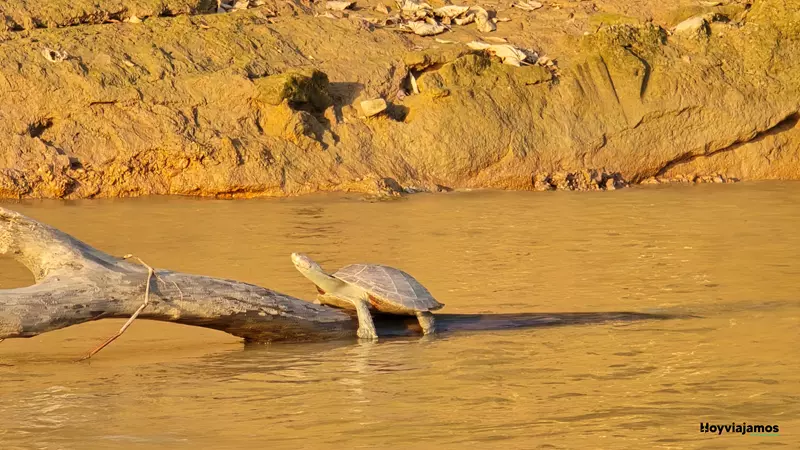 Tortuga en su entorno natural junto al río Madre de Dios, en la Amazonía peruana