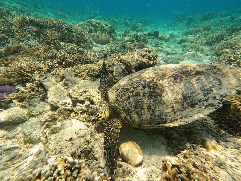 Tortugas en las playas de Gili Air, Guía de viaje de Gili Air