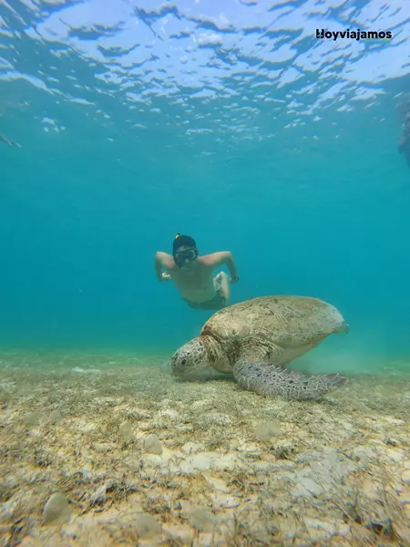Tortuga marina nadando en las aguas de las Islas Perhentian