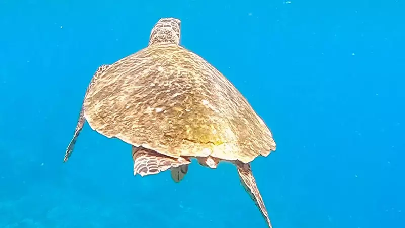 Tortugas en libertad, Itinerario por Komodo