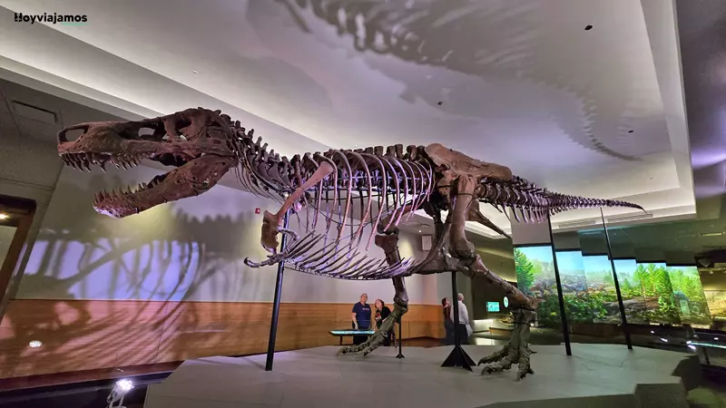 Esqueleto de SUE, el famoso Tyrannosaurus rex expuesto en el Field Museum de Chicago